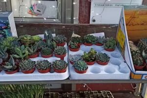 Agro Jard&iacute;n Del Tera