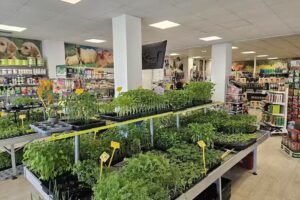 Campoastur Avil&eacute;s