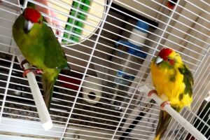 Ferreter&iacute;a los Pinos